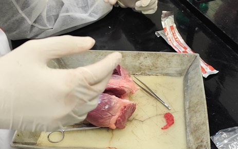 DISECCIÓN CORAZÓN (LABORATORIO 3º ESO)