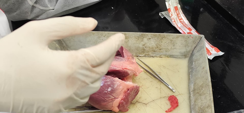 DISECCIÓN CORAZÓN (LABORATORIO 3º ESO)