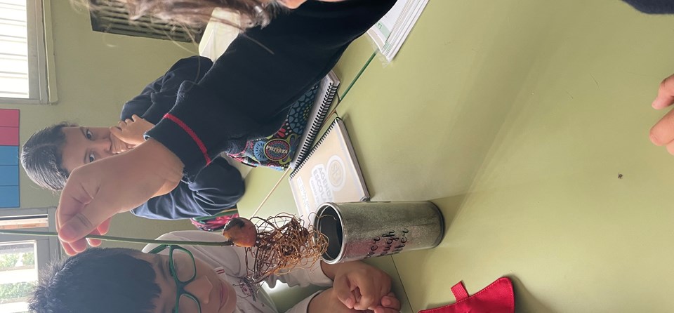 "LAS PLANTAS" (4º PRIMARIA)